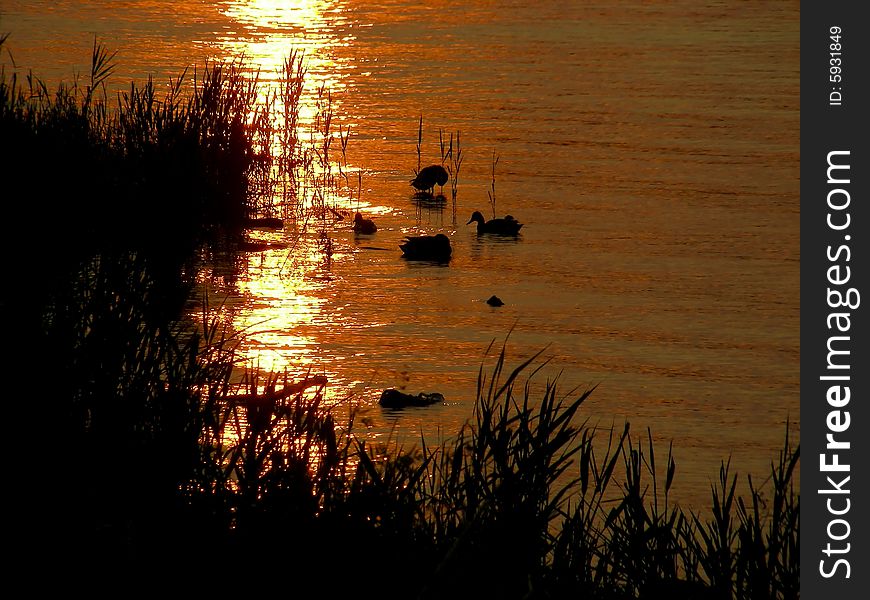 Mostly ducks, I think, floating near the reeds at the shore of Georgian Bay, Ontario, at sunset, of course. Mostly ducks, I think, floating near the reeds at the shore of Georgian Bay, Ontario, at sunset, of course.