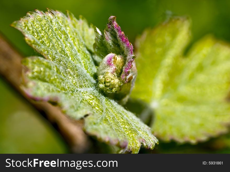 Closeup view of some new grape leaves.