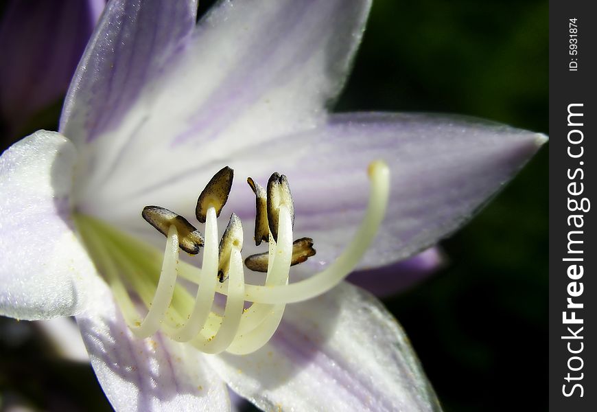 View of a pretty purple and white hosta flower. View of a pretty purple and white hosta flower.