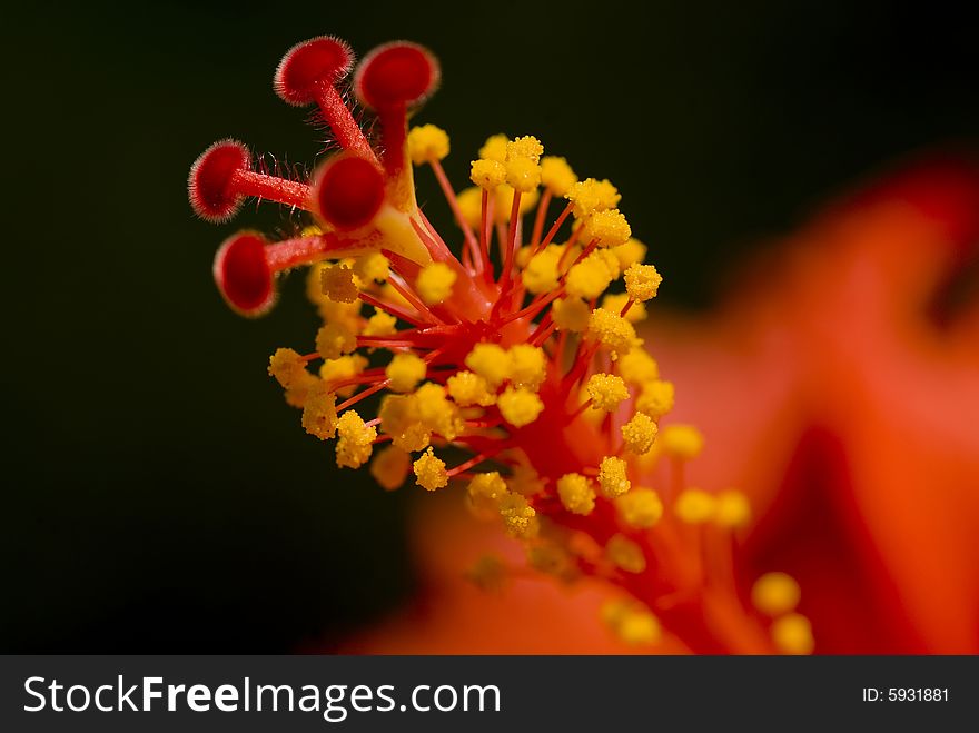 Closeup of the stamen and pistils of a red hibiscus flower. Closeup of the stamen and pistils of a red hibiscus flower.