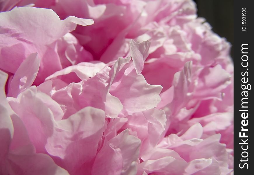 A closeup view of some pretty pink peony petals.