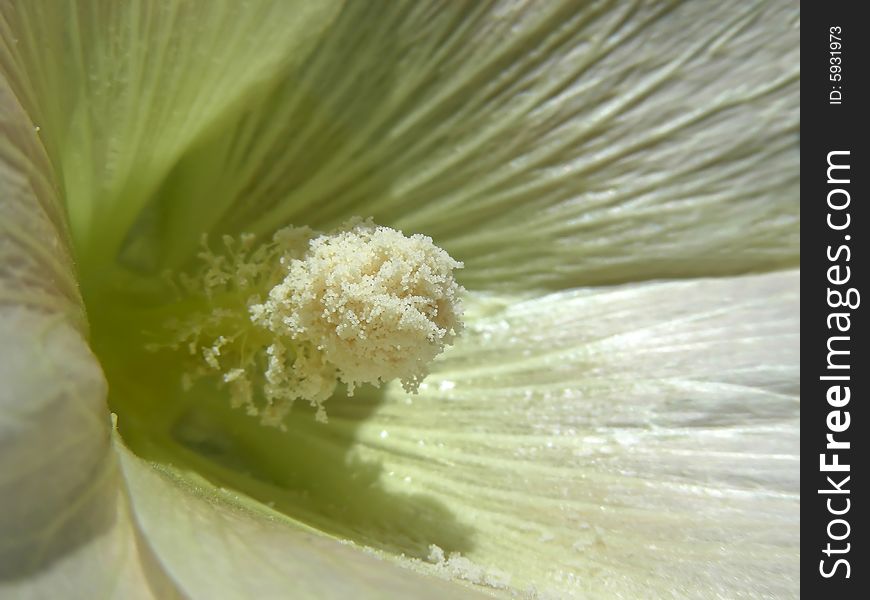 Closeup of the center of a pretty white hollyhock flower.