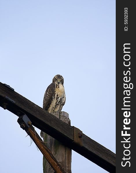 Red Taile dhawk watching from atop a electrical pole. Red Taile dhawk watching from atop a electrical pole