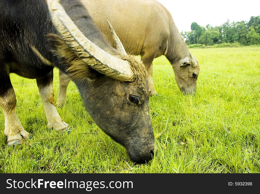 The water buffalo at the meadow