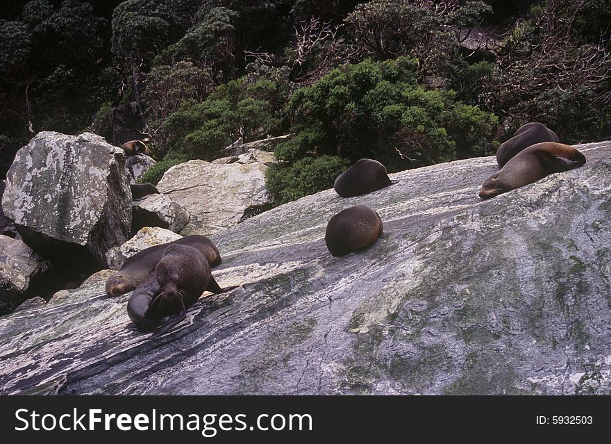 Seals on a rock in Milford Sound on New Zealand's South Island.