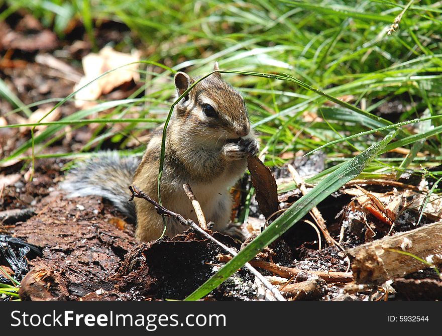 Wild chipmunk at the forest (Baikal region,Russia). Wild chipmunk at the forest (Baikal region,Russia)