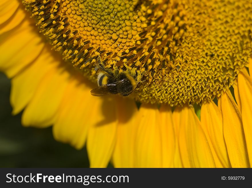 Big Sunflower With A Huge Bumblebees