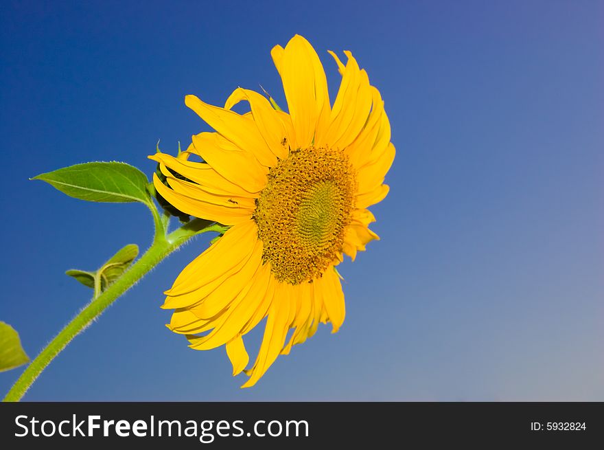 Sunflower on a blue background