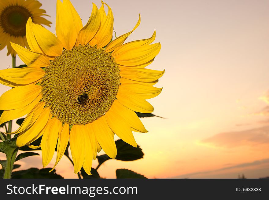 Big sunflower on a sunset background with insects