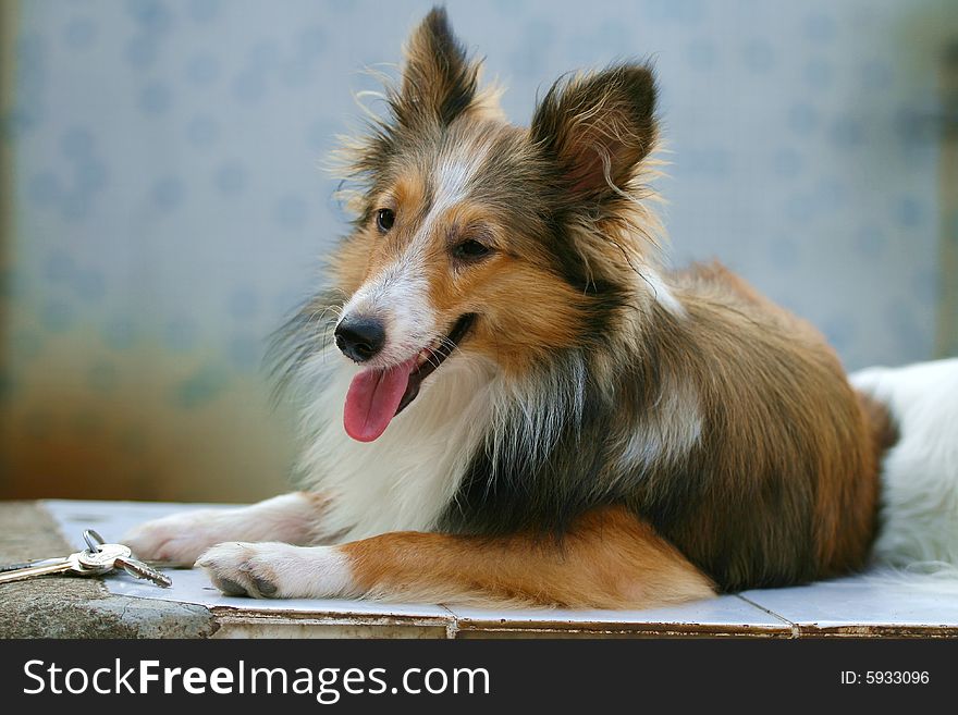 My Shetland Sheepdog. sitting on the grassplot.