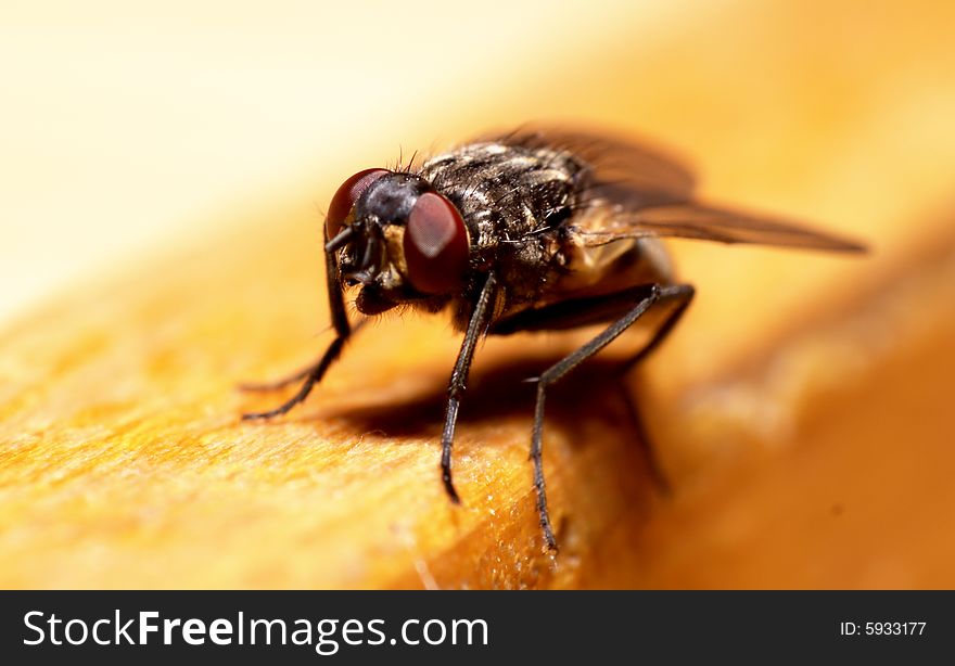 Close-up shot of a fly sitting on woden desk edge. Close-up shot of a fly sitting on woden desk edge