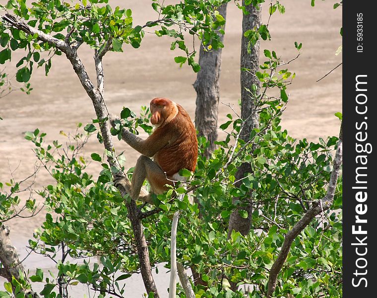 Proboscis monkeys in  sarawak ,borneo ,