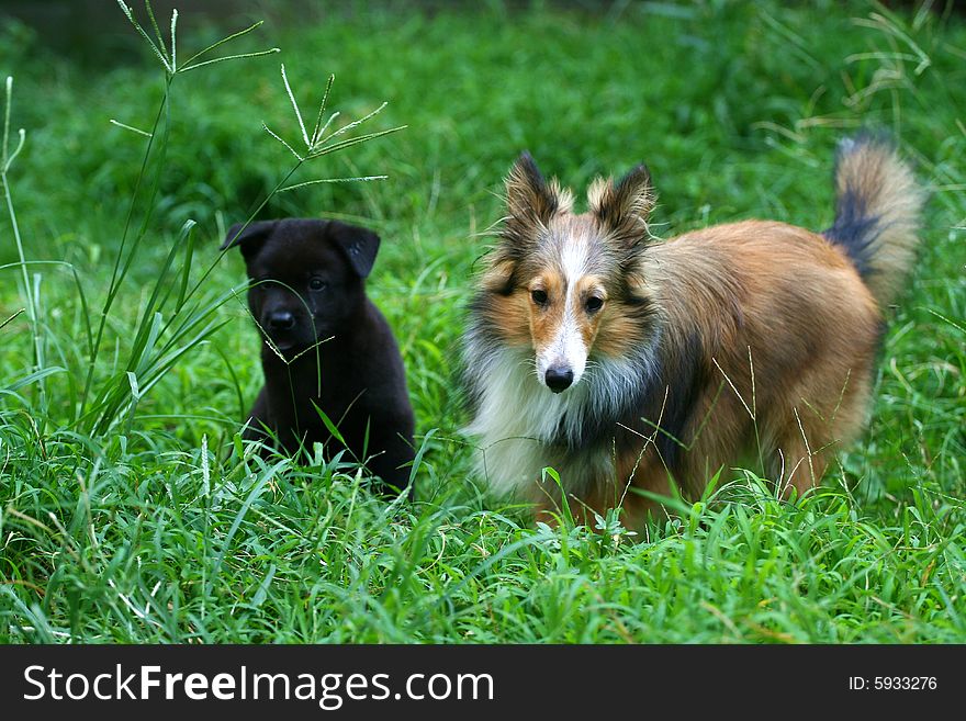 Shetland Sheepdog And Puppy