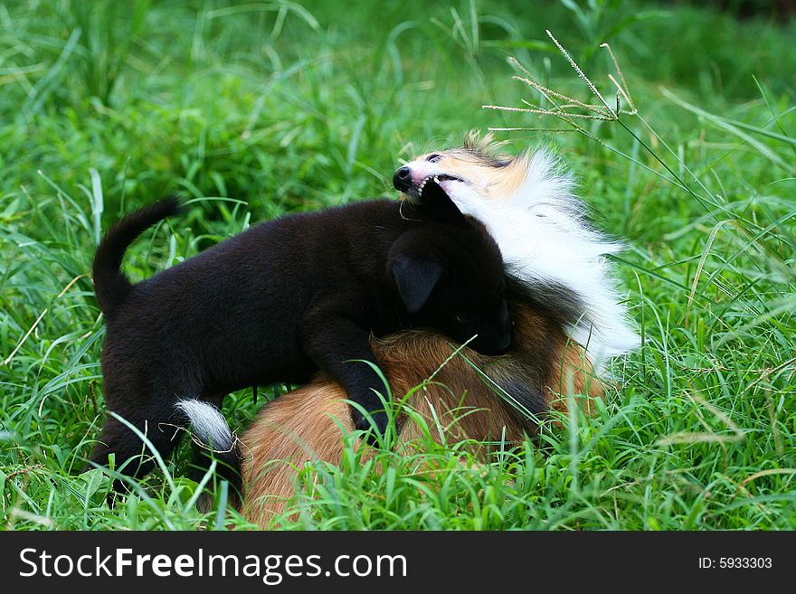 Shetland Sheepdog and puppy