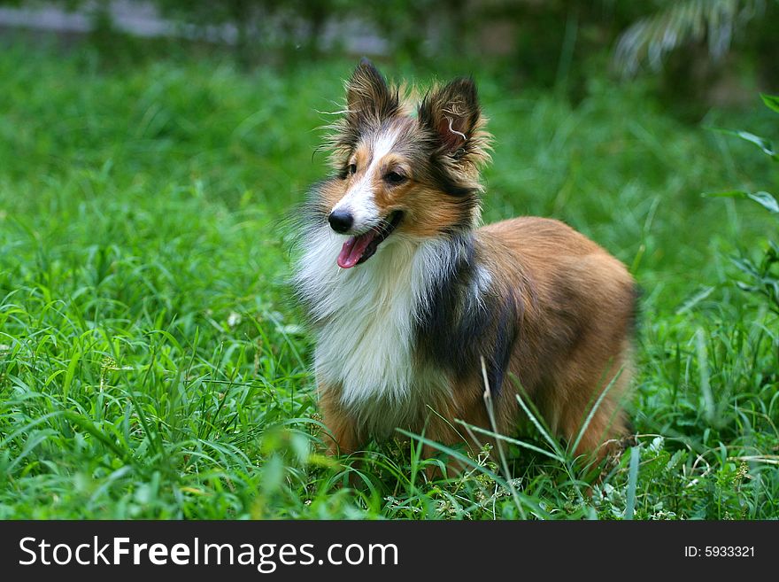 My Shetland Sheepdog. sitting on the grassplot.