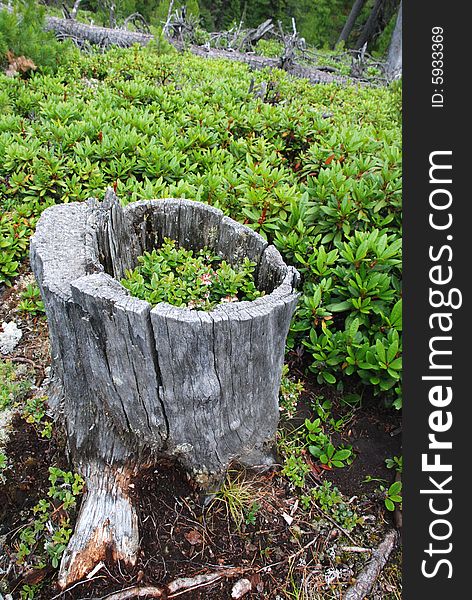 Bilberry in the old stump (Arshan, Baikal region, Russia). Bilberry in the old stump (Arshan, Baikal region, Russia)