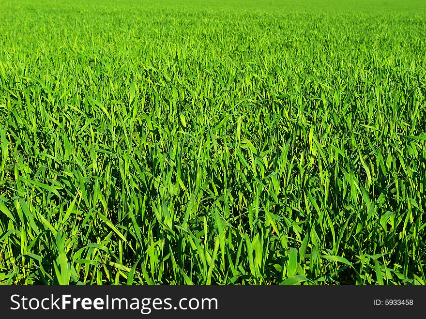 Green grass texture from a  field. Green grass texture from a  field