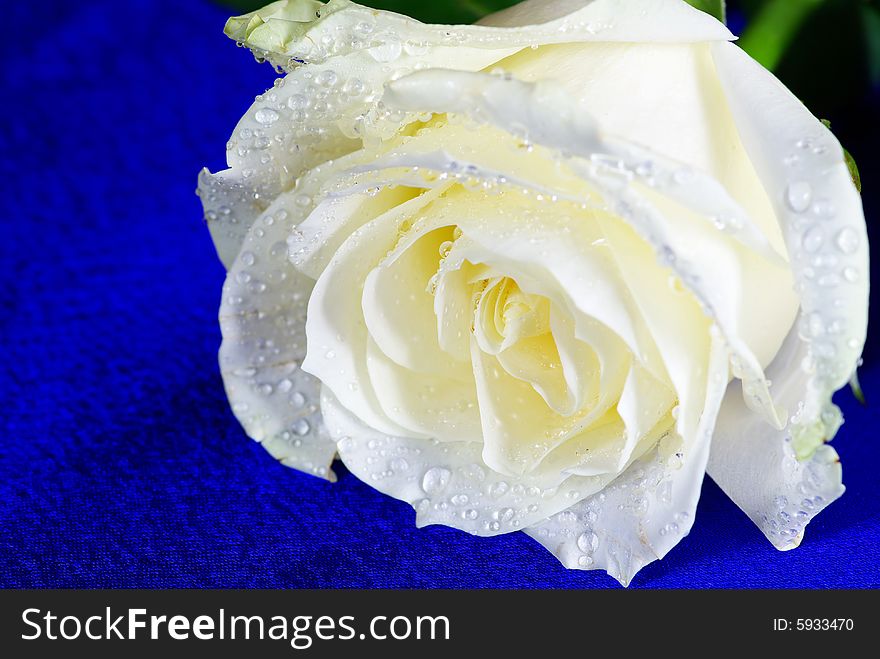White rose is isolated on a  blue background
