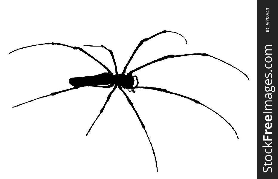 Indonesia: spider , Vector; big black spider on a white background