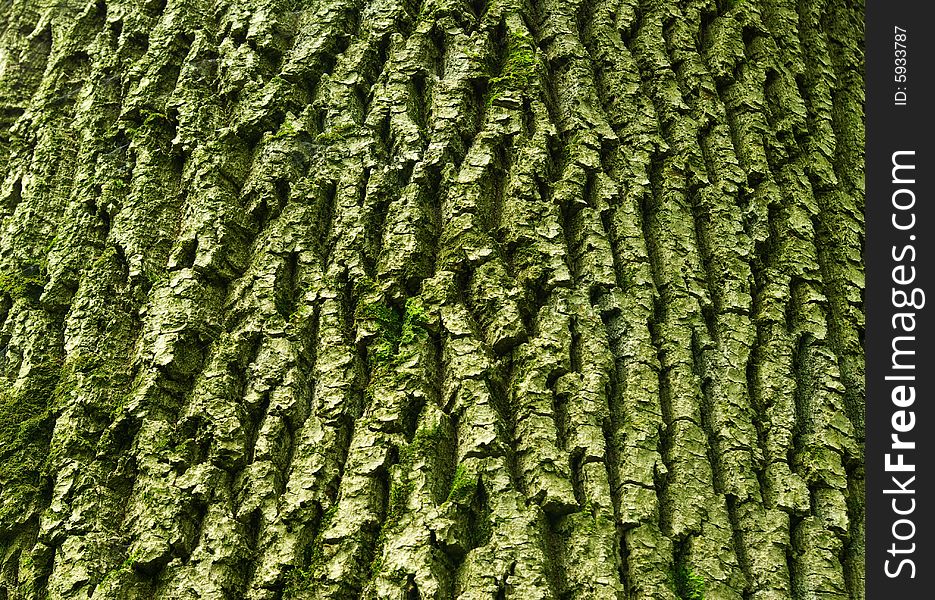 Texture background of old tree. Texture background of old tree