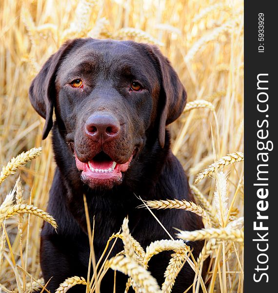 Shot of a nine month old chocolate labrador. Shot of a nine month old chocolate labrador