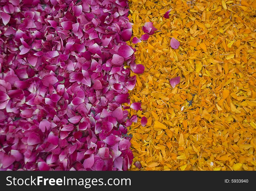 Pink and yellow flower petals. Pink and yellow flower petals.