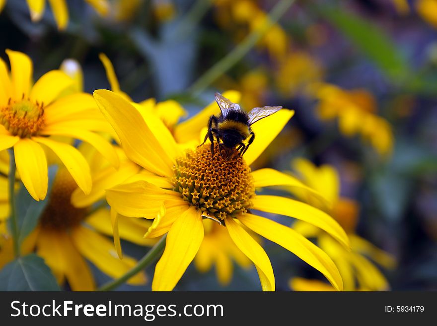 Bumblebee On Yellow Flower