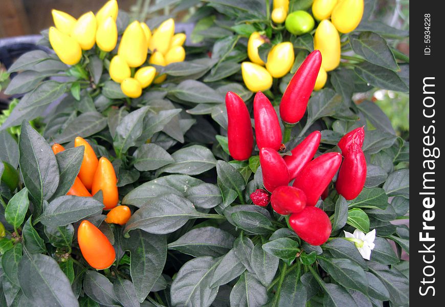 A chili plant with red, yellow, orange color