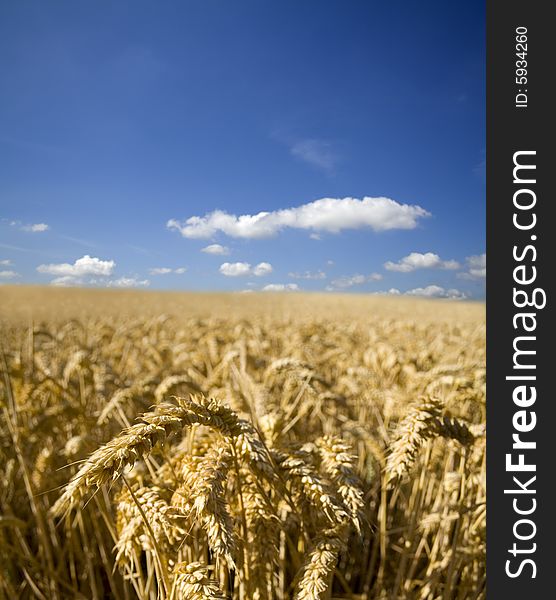 A field of ripe summer wheat awaiting harvest under a bright blue sky. Includes copy space.