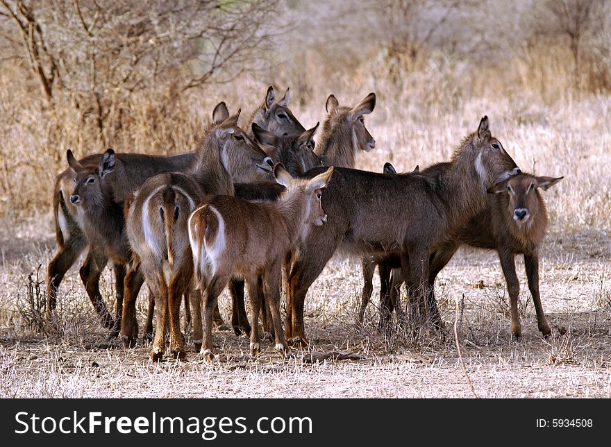 Deer gathering in Tarangire National Park in Tanzania