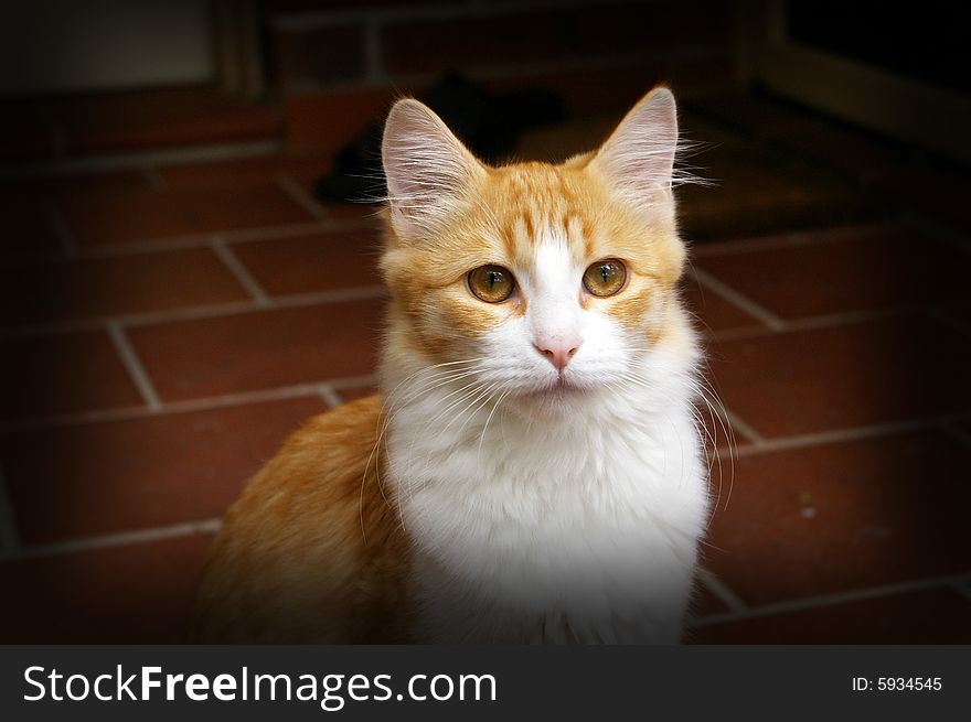 This is the cute pet cat of my cousin who's now residing in Sydney, Australia. This is the cute pet cat of my cousin who's now residing in Sydney, Australia