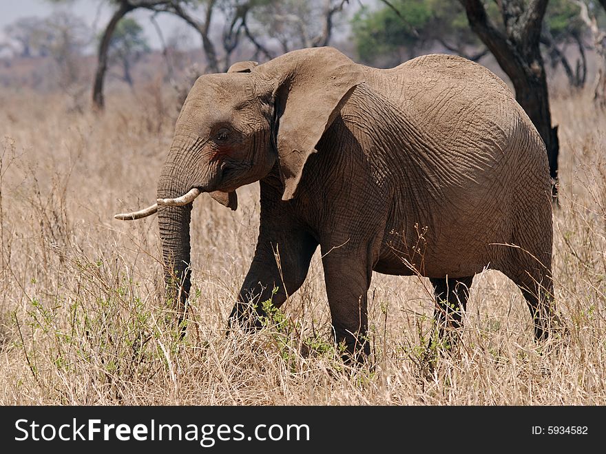 Eliphant in Tarangire National Park in Tanzania. Eliphant in Tarangire National Park in Tanzania