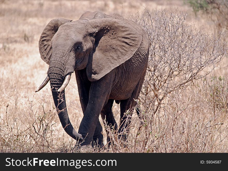 Eliphant in Tarangire National Park in Tanzania. Eliphant in Tarangire National Park in Tanzania