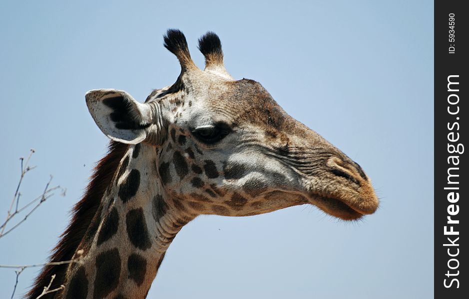 Close-up of a Giraffe in Tarangire National Park in Tanzania. Close-up of a Giraffe in Tarangire National Park in Tanzania