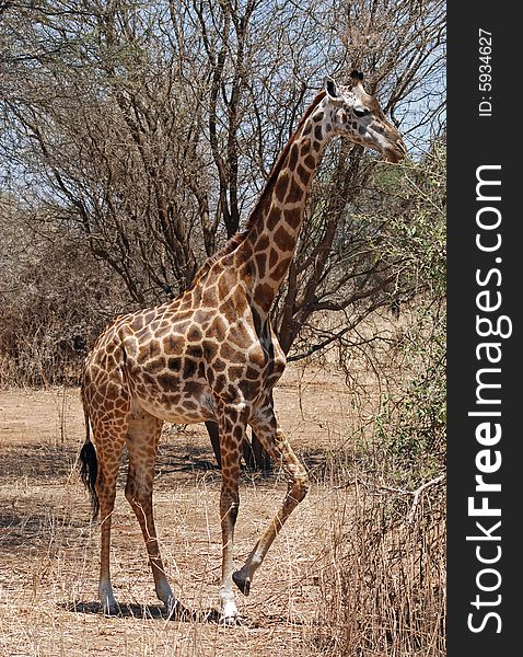 Giraffe lifting its leg in Tarangire National Park in Tanzania