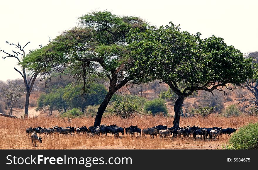 Gnoes under trees in Tarangire National Park in Tanzania