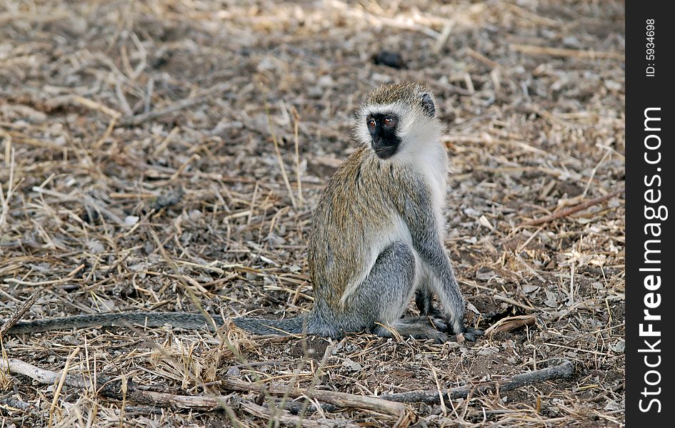 Monkey in Ngorongoro National Park in Tanzania. Monkey in Ngorongoro National Park in Tanzania