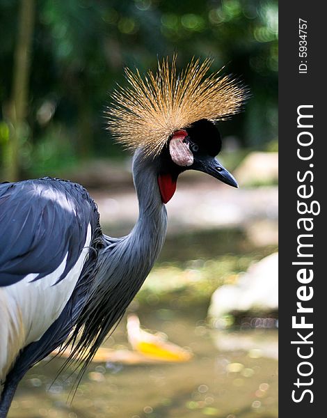 Grey Crowned Crane in singapore bird park