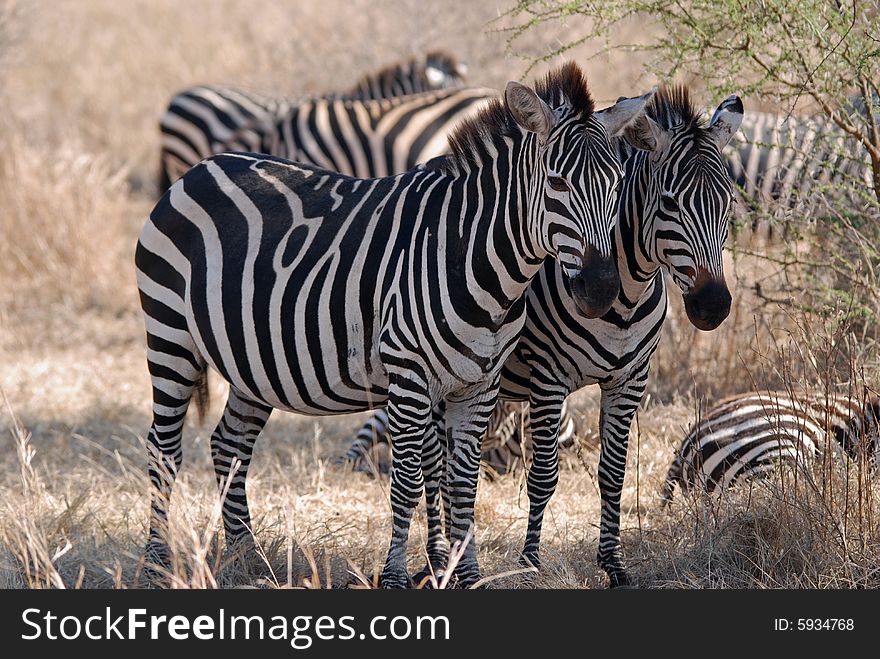 Two zebras in Tarangire National Park in Tanzania