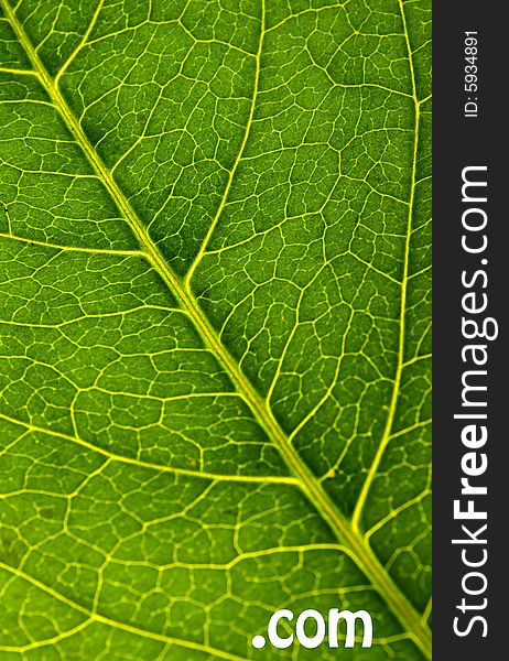 Green leaf texture with com sign. Green leaf texture with com sign