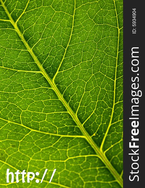 Green leaf texture with http:// sign. Green leaf texture with http:// sign