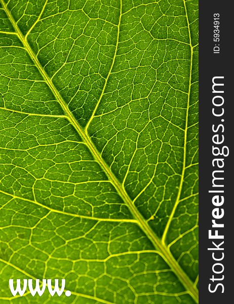 Green leaf texture with www sign. Green leaf texture with www sign