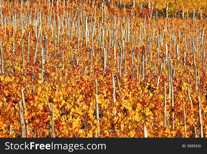 Vineyards in Piedmont near Turin