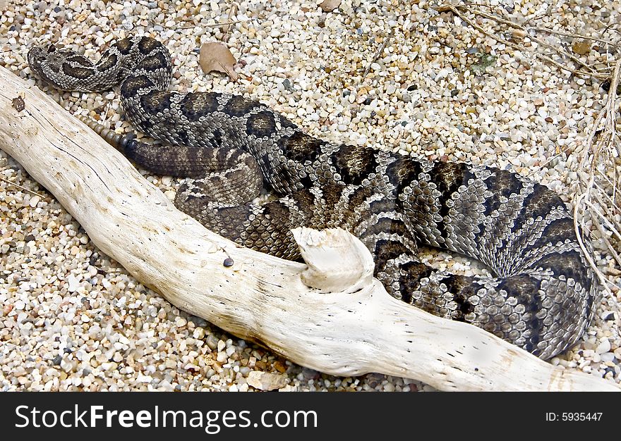 View of rattlesnake un the sand. View of rattlesnake un the sand