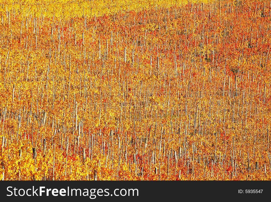 Vineyards in Piedmont near Turin