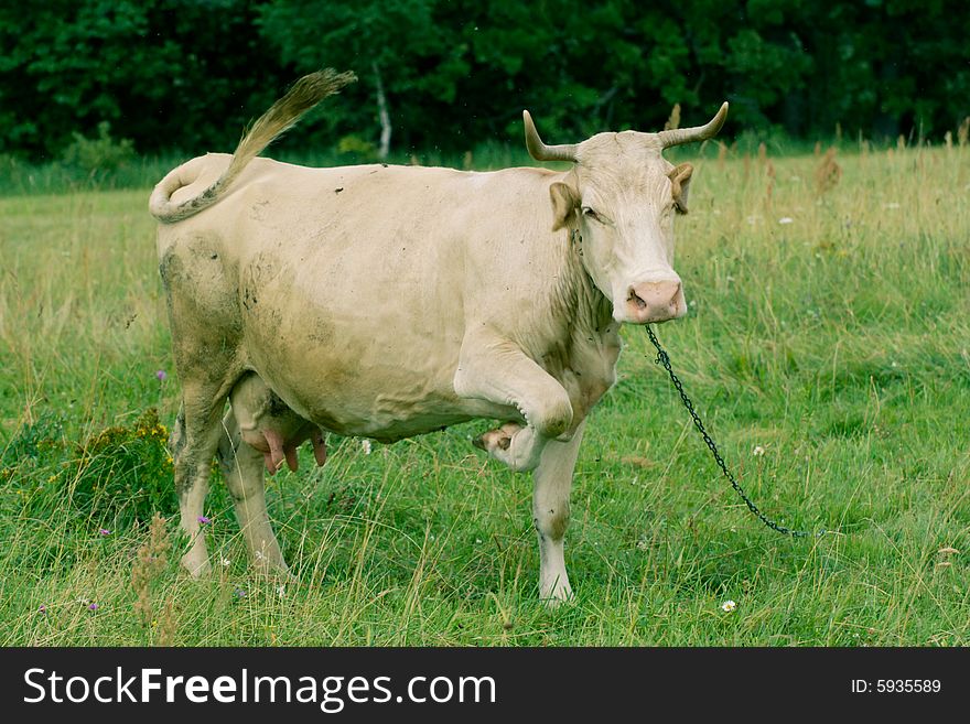 Light brown cow grazing on green grass