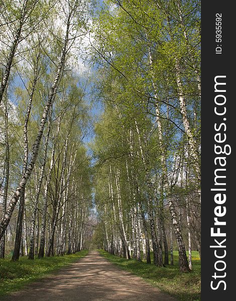 Alley in park with birch trees and blue sky. Alley in park with birch trees and blue sky