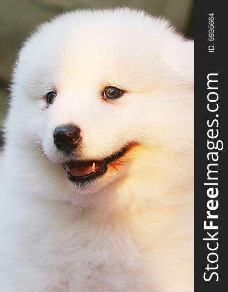 White puppy in the park with smiling face. White puppy in the park with smiling face