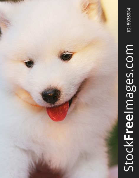 White puppy in the park with smiling face. White puppy in the park with smiling face