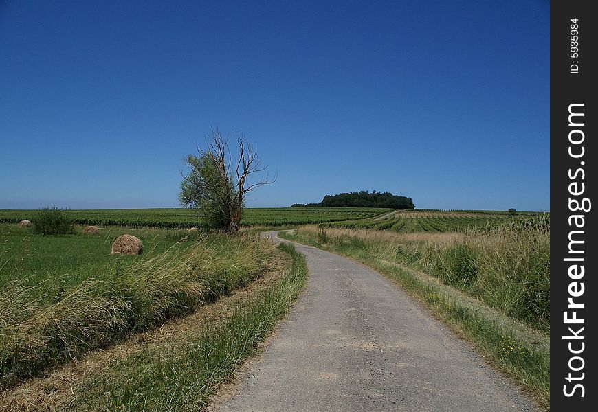 Country road in the rÃ©gion of Bordeaux (france)